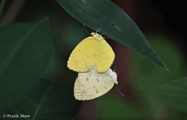 common grass yellow