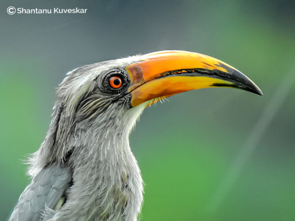 18 Malabar grey hornbill (Ocyceros griseus) (1)