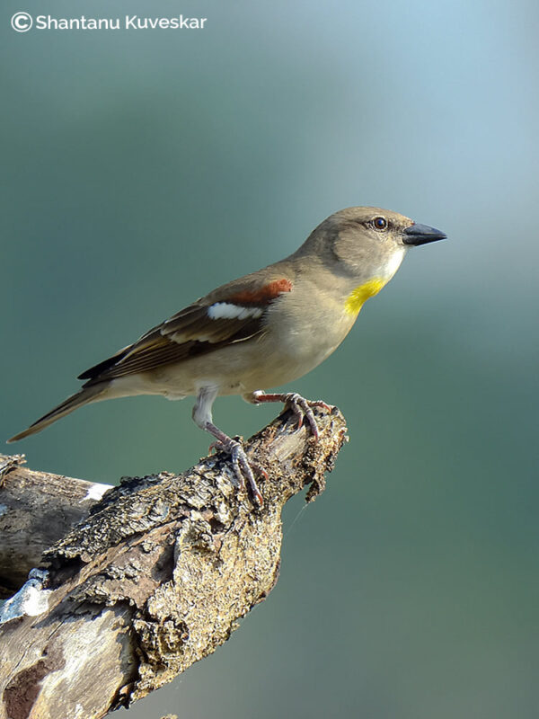 25 Yellow-throated sparrow (Gymnoris xanthocollis)