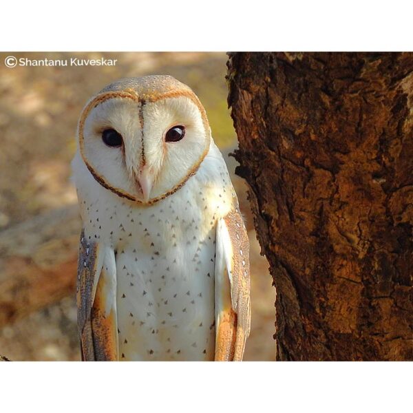 27 Eastern barn owl (Tyto javanica stertens)