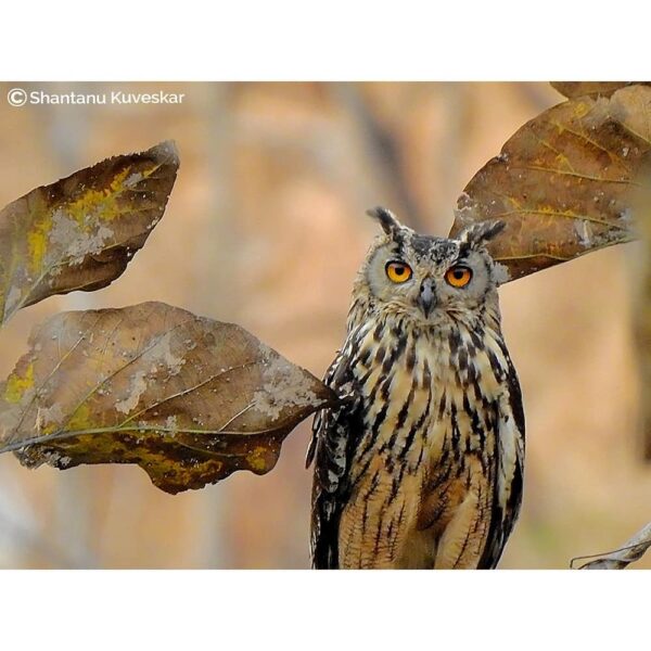 29 Indian eagle-owl (Bubo bengalensis)