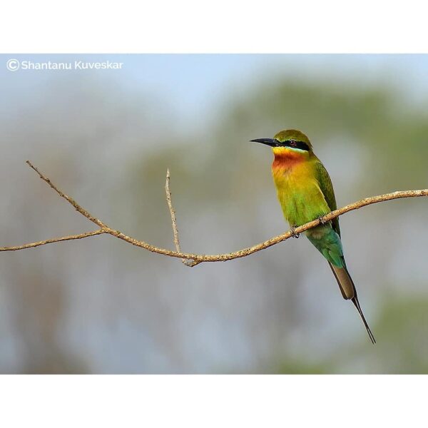 33 Blue-tailed Bee-eater (Merops philippinus)
