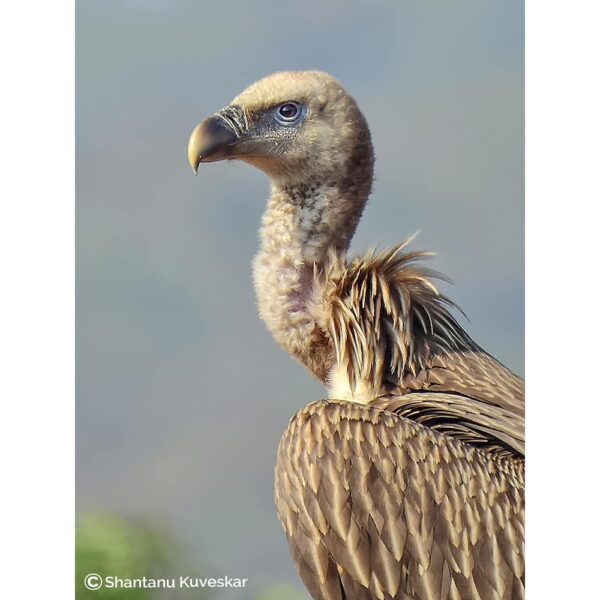 37 Himalayan griffon vulture (Gyps himalayensis)