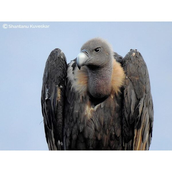 38 White-rumped vulture (Gyps bengalensis)
