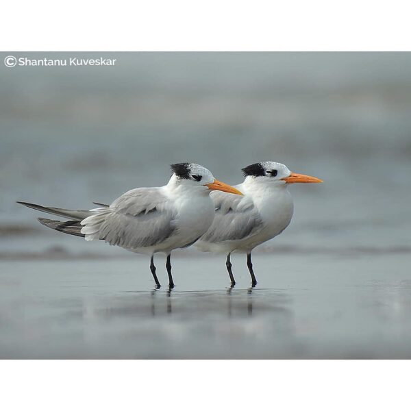 47 A pair of Lesser crested tern (Thalasseus bengalensis)