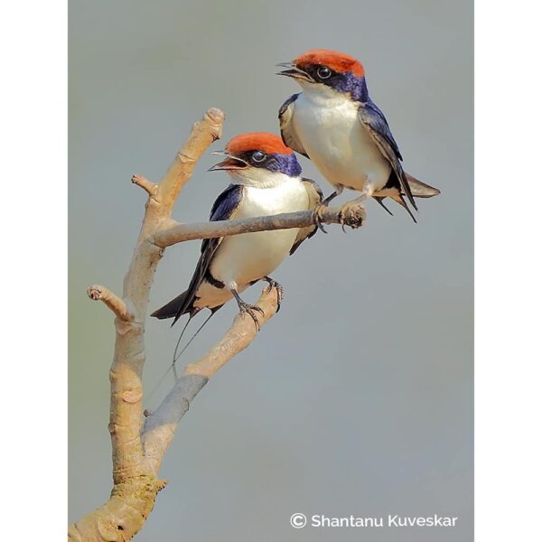 79 Pair of Wire-tailed swallow (Hirundo smithii)